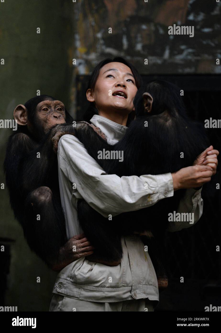 Bildnummer: 58722714  Datum: 20.11.2012  Copyright: imago/Xinhua (121120) -- JINAN, Nov. 20, 2012 (Xinhua) -- Yang Ying takes care of young chimpanzees at Jinan Zoo in Jinan, capital of east China s Shandong Province, Nov. 20, 2012. Prior to becoming a chimpanzee keeper in 2010, Yang Ying had been taking care of snub-nosed monkeys for eight years. When the four chimpanzee cubs she is now attending were first introduced to Jinan Zoo, Yang spent five to six hours a day with them to help them adapt to the new environment. The chimpanzee keeper takes pride in her job despite the laborious workload Stockfoto