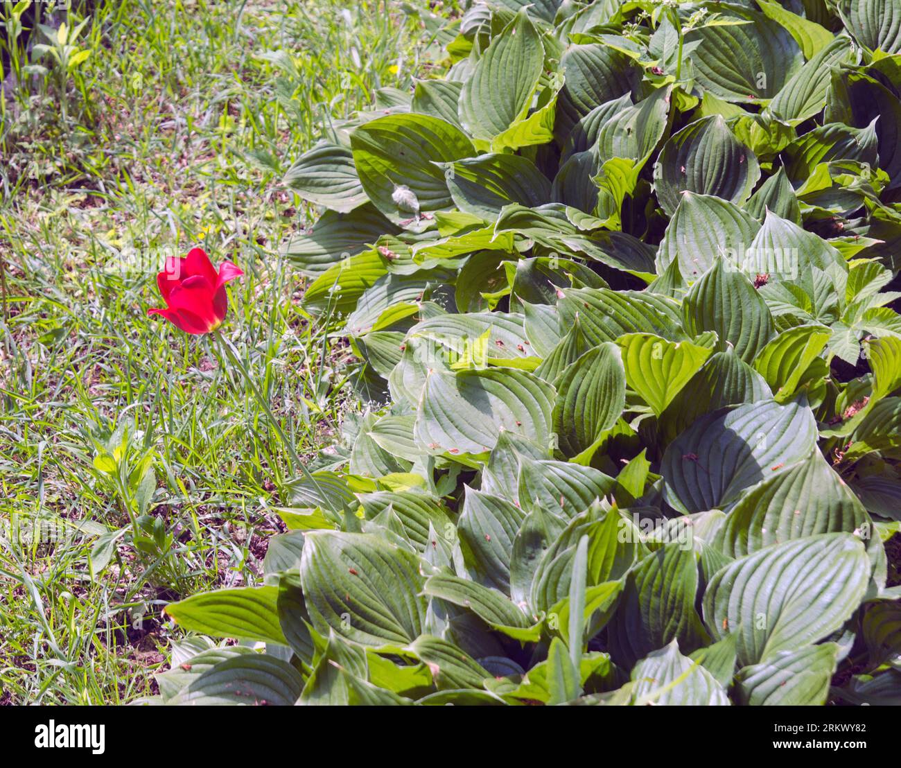 Einsame rote Blume inmitten des grünen Laubes Stockfoto