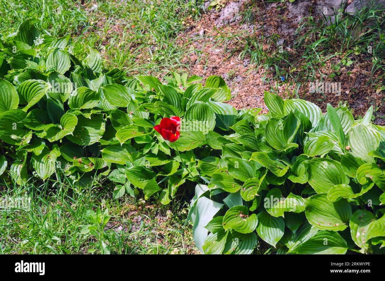 Einzelne rote Blume in der Mitte des grünen Laubes Stockfoto