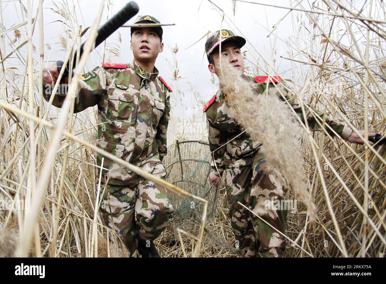 Bildnummer: 58906433 Datum: 11.12.2012 Copyright: imago/Xinhua (121211) -- YANCHENG, 11. Dez. 2012 (Xinhua) -- Soldaten der Yancheng-Grenztruppe ergreifen die Werkzeuge für die illegale Jagd aus Feuchtschilf im nationalen Naturschutzgebiet seltener Vögel in Yancheng, ostchinesische Provinz Jiangsu, 11. Dez. 2012. Das Reservat wurde seit den 1980er Jahren eingerichtet, um seltene Vögel wie Rotkräne zu schützen In den letzten 30 Jahren haben Soldaten hier die seltenen Vögel und Feuchtgebiete geschützt. (Xinhua/Zhang SHANYU) (zz) CHINA-JIANGSU-YANCHENG-BIRDS PROTECTION (CN) PUBLICATIONxNOTxINxCHN Gesellschaft Militär Armee Stockfoto