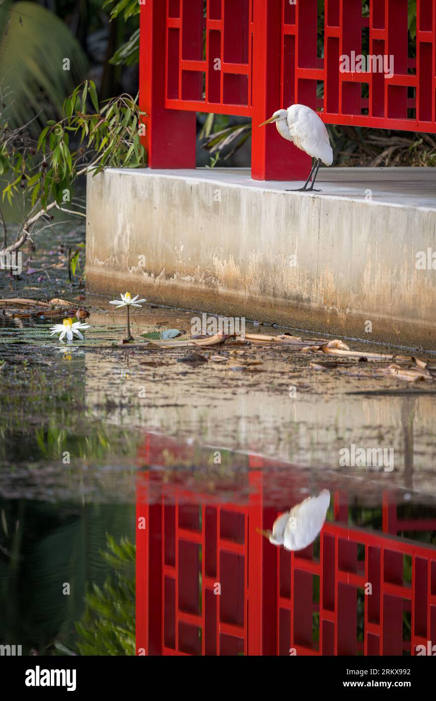 Eine einzige mittelgroße Egret-Stätte befindet sich am Betonrand einer chinesischen Schwesterstadt Pagode am Ufer eines Feuchtgebietes in Cairns. Stockfoto