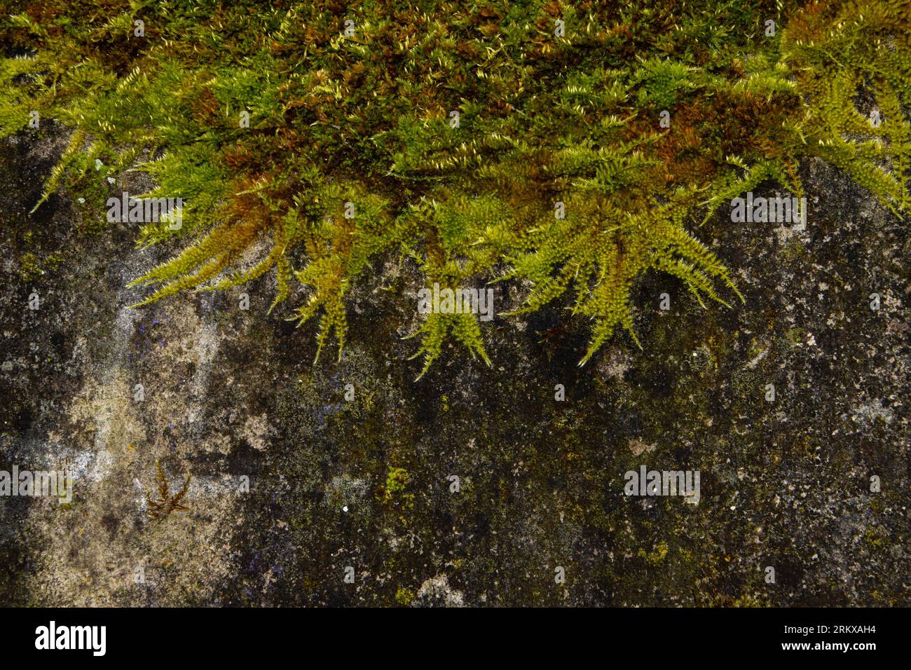 Frisches grünes Moos auf alten, schmutzigen Betonwänden für Hintergrund mit Kopierbereich Stockfoto