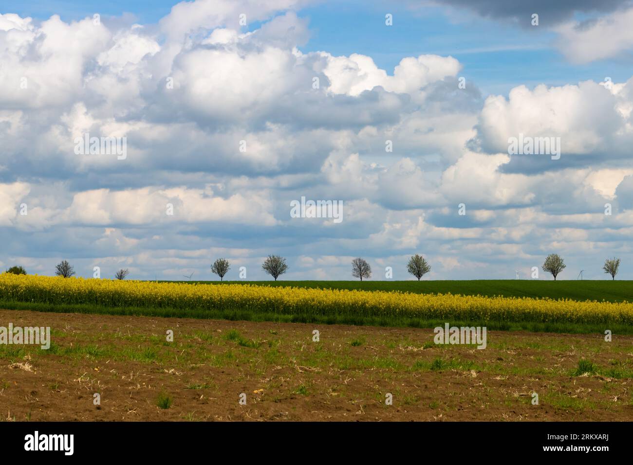 Malerischer Blick auf die Landschaft mit einem Rapsfeld im Vordergrund und vielen Bäumen am Horizont Stockfoto