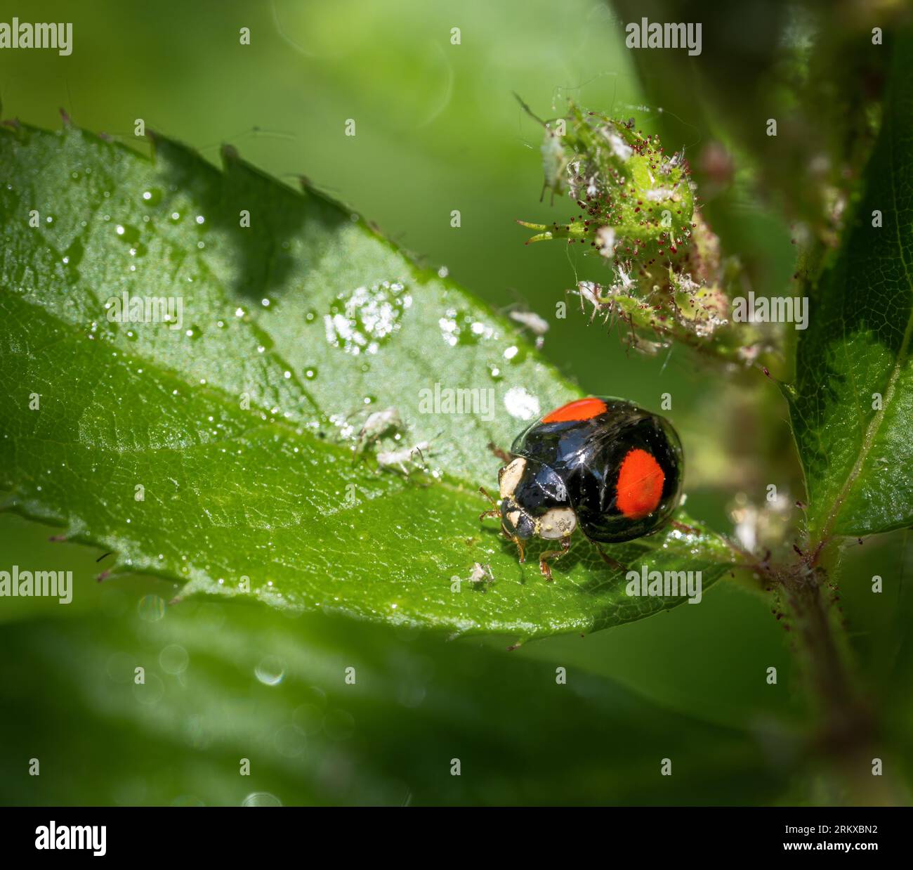 Makro eines Marienkäfers auf einer Blume, die voller Läuse ist Stockfoto