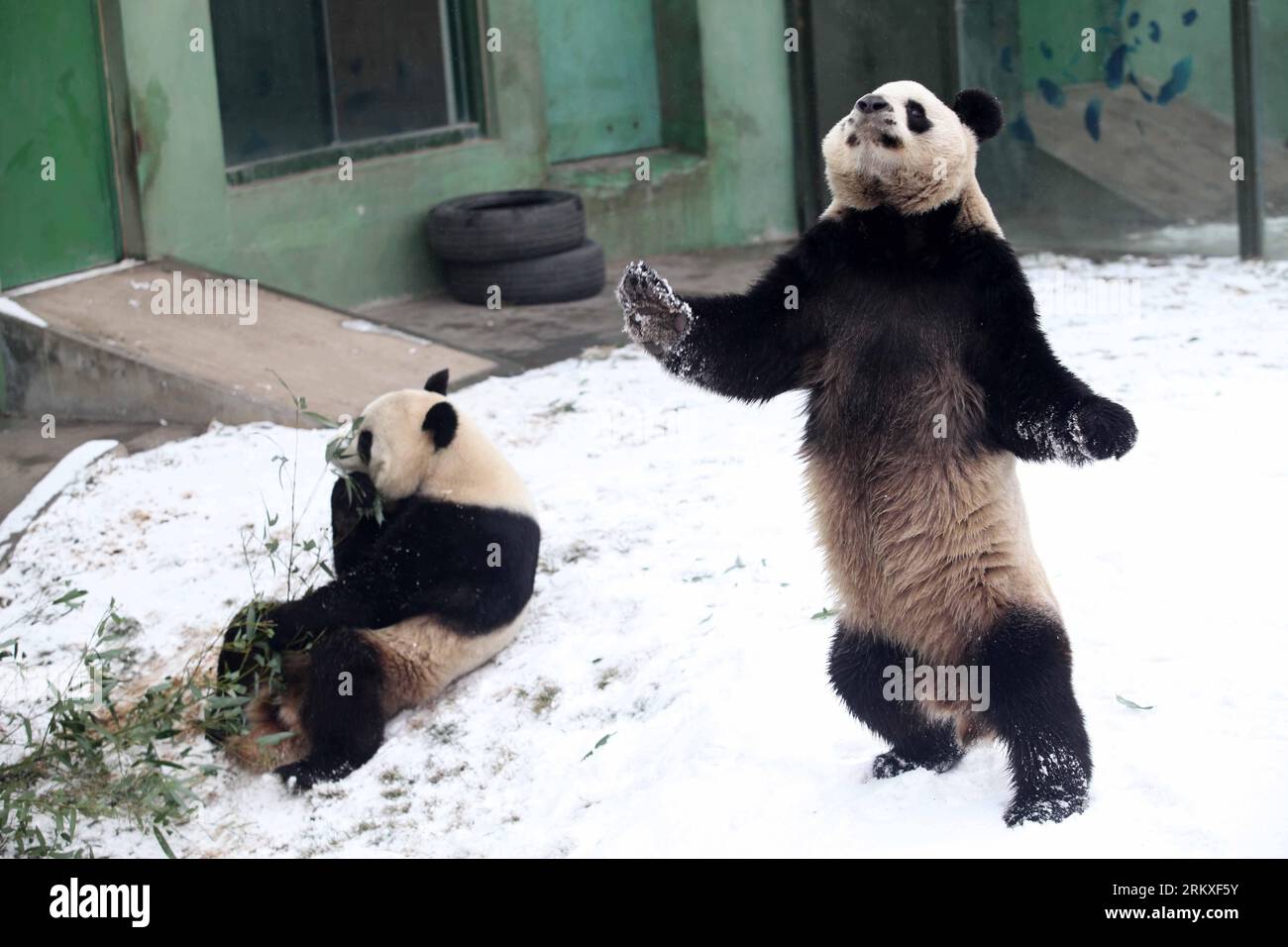 Bildnummer: 58955097 Datum: 28.12.2012 Copyright: imago/Xinhua Giant Pandas Qin Chuan (R) und Le Le spielen im Schnee im Jinbao Park in der Stadt Weifang, ostchinesische Provinz Shandong, 28. Dezember 2012. (Xinhua/Zhang Chi) (ry) CHINA-SHANDONG-WEIFANG-RIESEN-PANDAS (CN) PUBLICATIONxNOTxINxCHN Gesellschaft Tiere Panda Pandabär Zoo Winter Schnee x0x xrj 2012 quer premiumd 58955097 Datum 28 12 2012 Copyright Imago XINHUA Giant Pandas Qin Chuan r und Le Le Play in the Snow im Jinbao Park in Weifang City Ostchina Provinz S Shan Dong DEC 28 2012 XINHUA Zhang Chi Ry China Shan Dong Weifang Gian Stockfoto