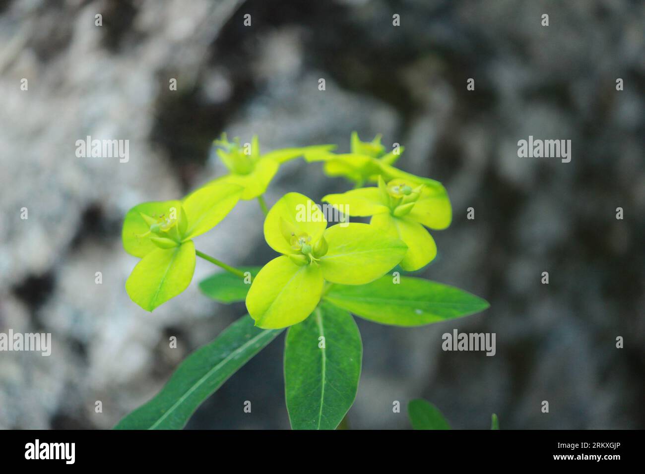 Seltene Himalaya-Blume Pedicularis HoffmeiEnergi mit anderen himalaya-Blüten. Grüne Landschaft während der Monsunwanderung zum Valley of Flowers National Park i Stockfoto