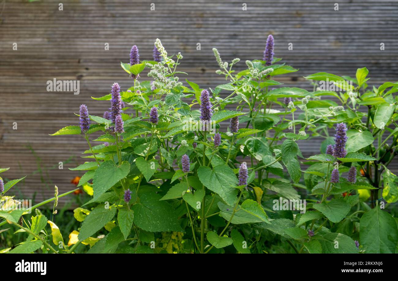 Violett blühender Agastache vor hölzernem Hintergrund Stockfoto