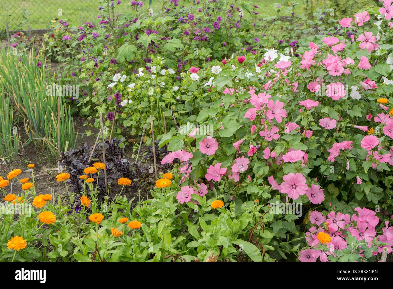Garten mit Blumen und Kräutern im Sommer Stockfoto