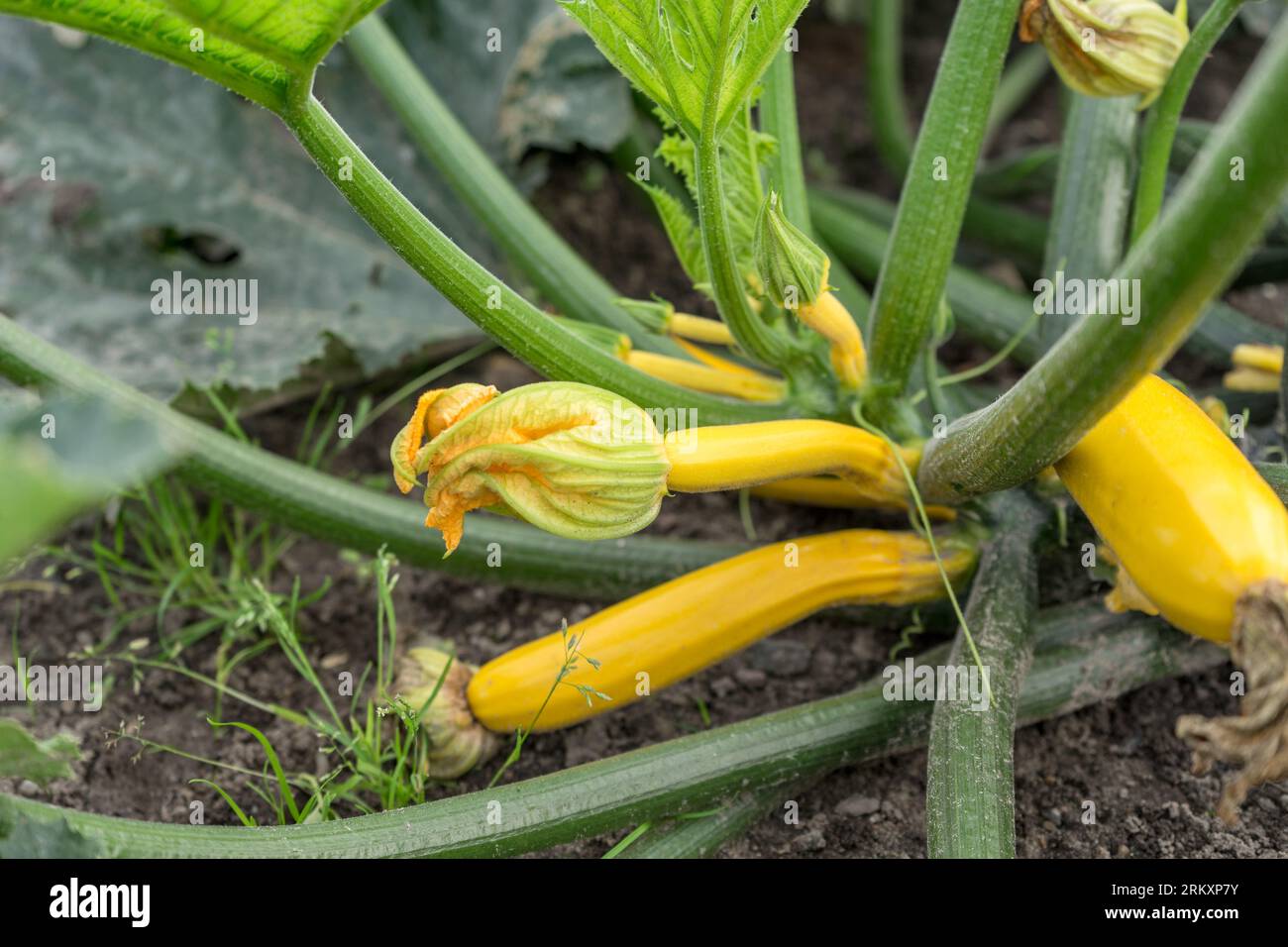 Zucchini-Pflanze mit gelben Früchten und Blüten Stockfoto