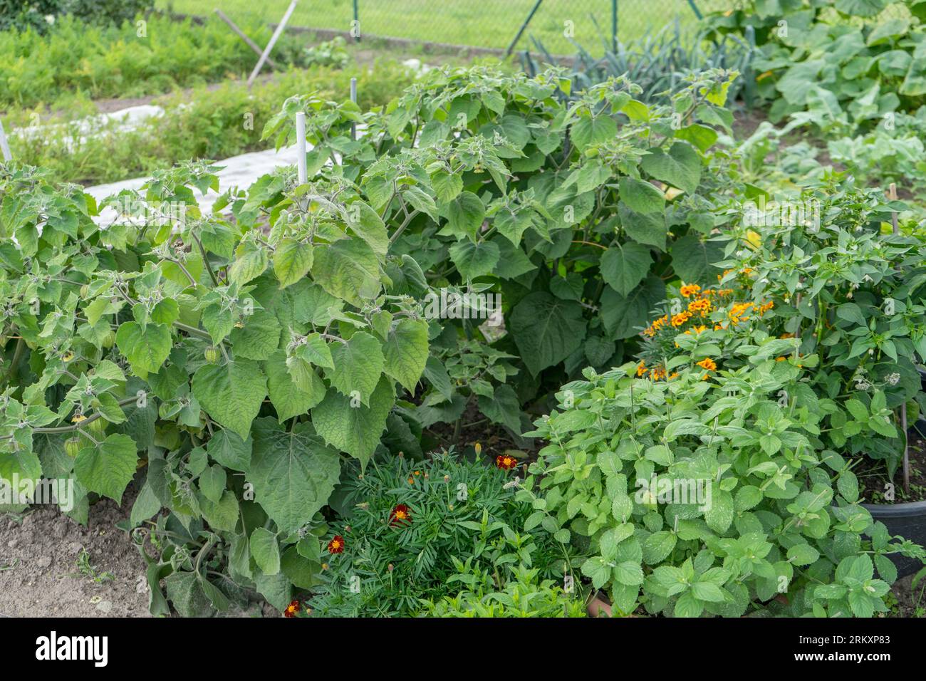 Garten mit Gemüse, Obst, Kräutern und Blumen im Sommer Stockfoto