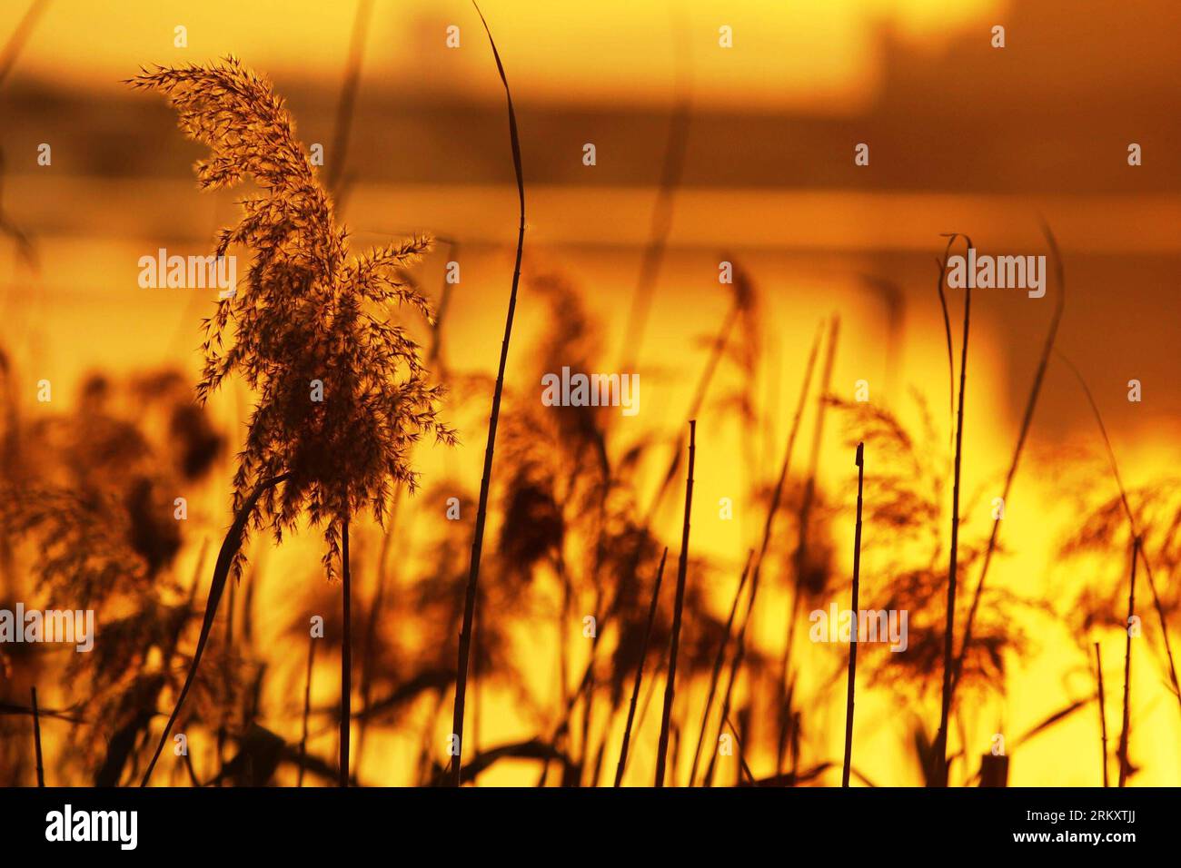 Bildnummer: 59085498 Datum: 15.01.2013 Copyright: imago/Xinhua TAIPEI, Jan. 15, 2013 - Photo taken on Jan. 15, 2013 shows sunset scenery in Dadaocheng in Taipei, southeast China. Dadaocheng, an area in the Datong District of Taipei, was an important trading port in the 19th century and is still a major historical tourist attraction and shopping area. (Xinhua/Xing Guangli) (lfj) CHINA-TAIPEI-DADAOCHENG-SUNSET (CN) PUBLICATIONxNOTxINxCHN Gesellschaft xas x0x 2013 quer premiumd 59085498 Date 15 01 2013 Copyright Imago XINHUA Taipei Jan 15 2013 Photo Taken ON Jan 15 2013 Shows Sunset scenery Stockfoto