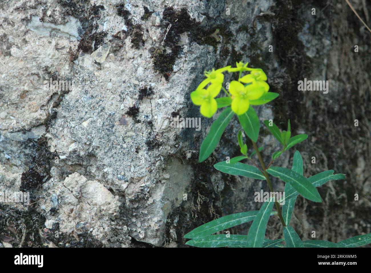 Seltene Himalaya-Blume Pedicularis HoffmeiEnergi mit anderen himalaya-Blüten. Grüne Landschaft während der Monsunwanderung zum Valley of Flowers National Park i Stockfoto