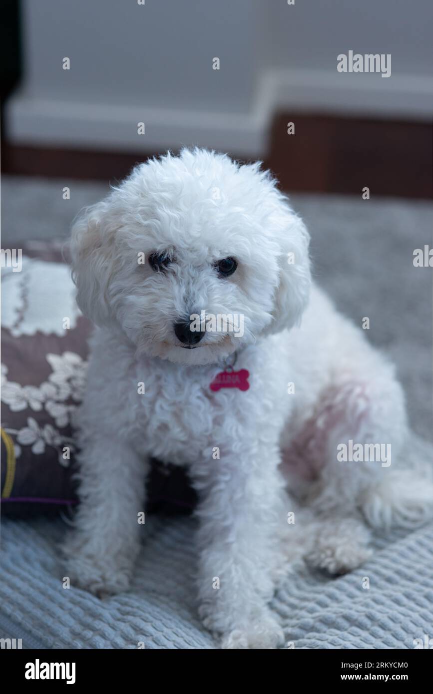 Niedlichen Hund Blick in die Kamera Stockfoto