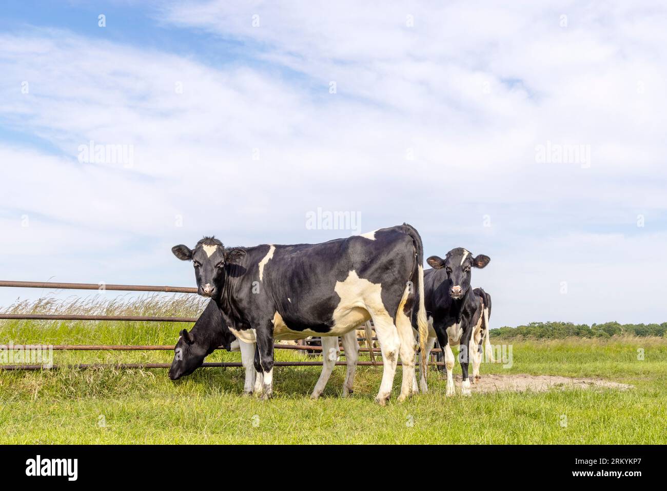 Gruppenkühe auf einem Weideland, friesisch holstein, stehen in der Nähe eines Tores auf einer Weide, eine glückliche Färsengruppe Stockfoto