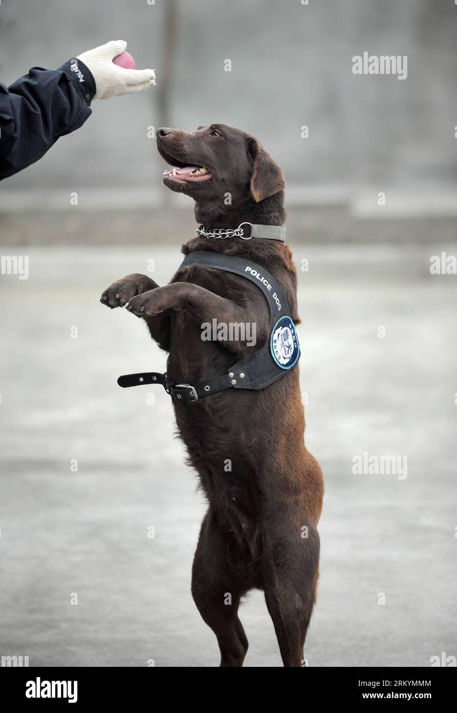 Bildnummer: 59252265 Datum: 20.02.2013 Copyright: imago/Xinhua Polizeihund Dongdong erhält eine Ausbildung, bevor er ihre Aufgabe in der Polizeihundebasis des öffentlichen Sicherheitsbüros der Chengdu Railway in Chengdu, der Hauptstadt der südwestchinesischen Provinz Sichuan, am 20. Februar 2013 erfüllt. Es ist das erste Mal, dass die 4-jährige Labrador während der chinesischen Neujahrsferien hier im Dienst ist und sie war für das Schnüffeln von Sprengkörpern und Materialien verantwortlich. (Xinhua/Xue Yubin) (lfj) CHINA-SICHUAN-CHENGDU-POLIZEIHUND (CN) PUBLICATIONxNOTxINxCHN Gesellschaft Polizei Polizeihund Hund Spürhund Ausbildung Train Stockfoto