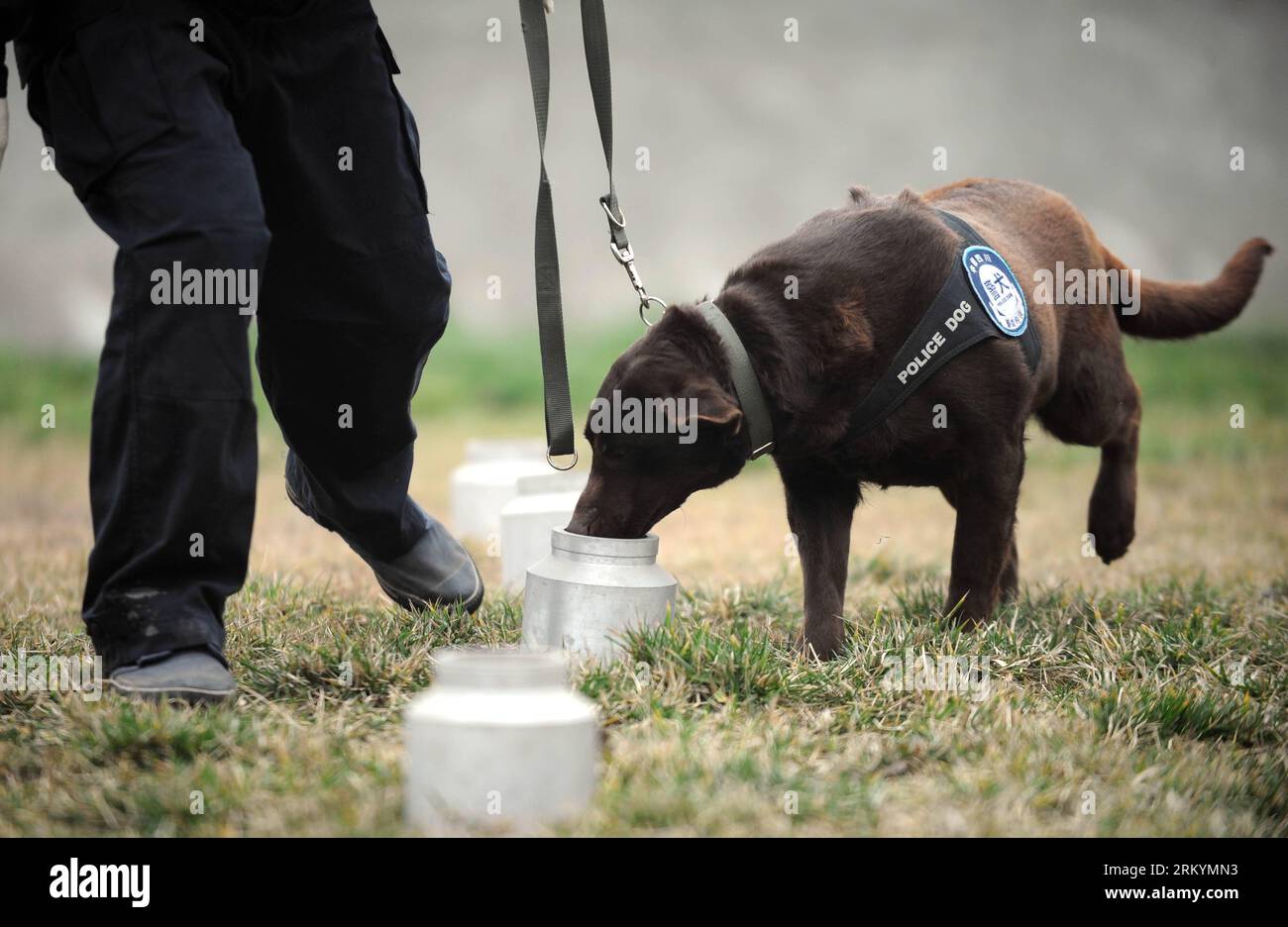 Bildnummer: 59252266 Datum: 20.02.2013 Copyright: imago/Xinhua Polizeihund Dongdong erhält eine Ausbildung, bevor er ihre Aufgabe in der Polizeihundebasis des öffentlichen Sicherheitsbüros der Chengdu Railway in Chengdu, der Hauptstadt der südwestchinesischen Provinz Sichuan, am 20. Februar 2013 erfüllt. Es ist das erste Mal, dass die 4-jährige Labrador während der chinesischen Neujahrsferien hier im Dienst ist und sie war für das Schnüffeln von Sprengkörpern und Materialien verantwortlich. (Xinhua/Xue Yubin) (lfj) CHINA-SICHUAN-CHENGDU-POLIZEIHUND (CN) PUBLICATIONxNOTxINxCHN Gesellschaft Polizei Polizeihund Hund Spürhund Ausbildung Train Stockfoto