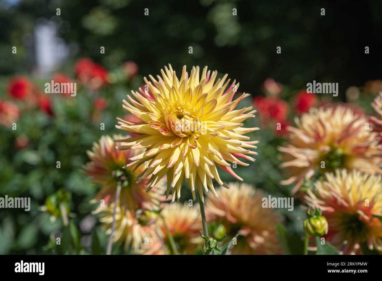 Die Dahlia (Name, Hapet Explosion) im Dahliengarten Baden Baden nahe der lichtentaler Allee. Baden Baden, Baden Württemberg, Deutschland Stockfoto