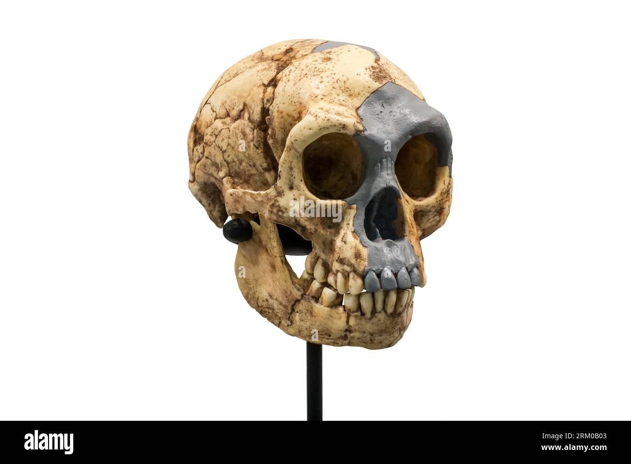Schädel-Nachbildung von Homo floresiensis, bekannt als Flores man aus der Höhle Liang Bua, archaischer Mensch, der von 95.000 bis 50.000 Jahren in Indonesien lebte Stockfoto