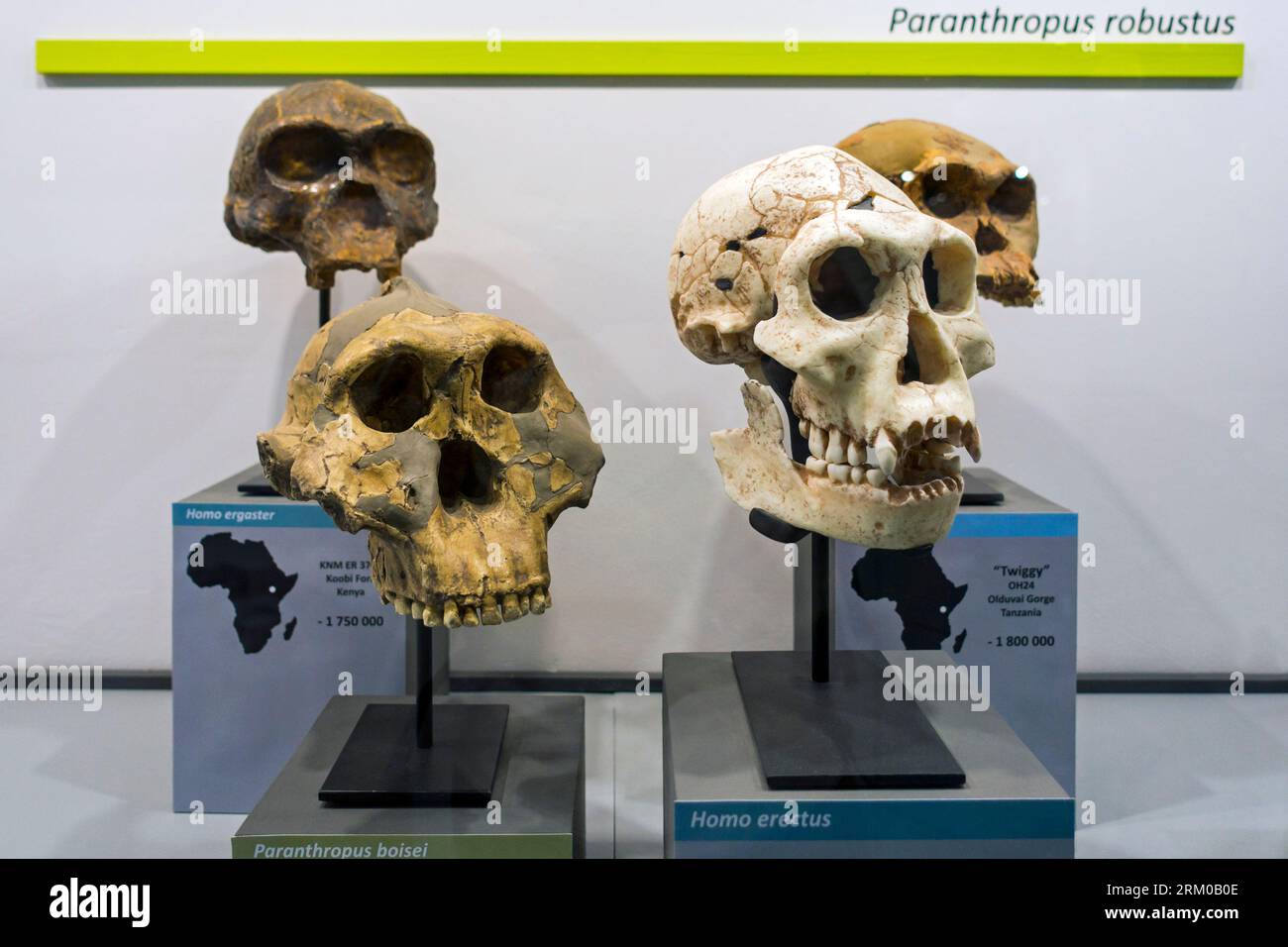 Sammlung prähistorischer Homininae-Schädelrepliken, afrikanischer Hominiden wie Paranthropus boisei, Homo erectus, Homo habilis und Homo ergaster Stockfoto