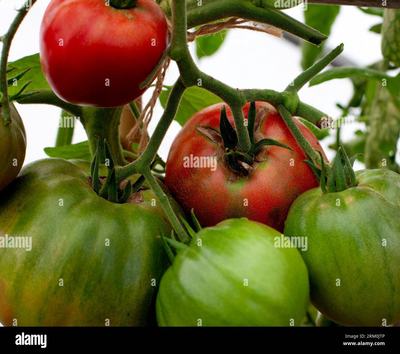 Tomate Pomodoro Costiera Selez Sorrento wird im Vereinigten Königreich angebaut Stockfoto