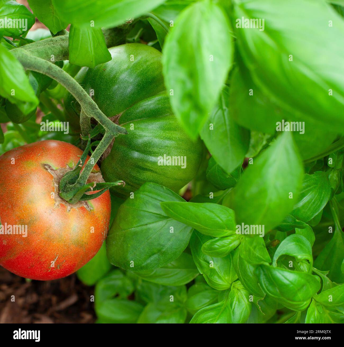 Tomate Pomodoro Costiera Selez Sorrento wird im Vereinigten Königreich angebaut Stockfoto