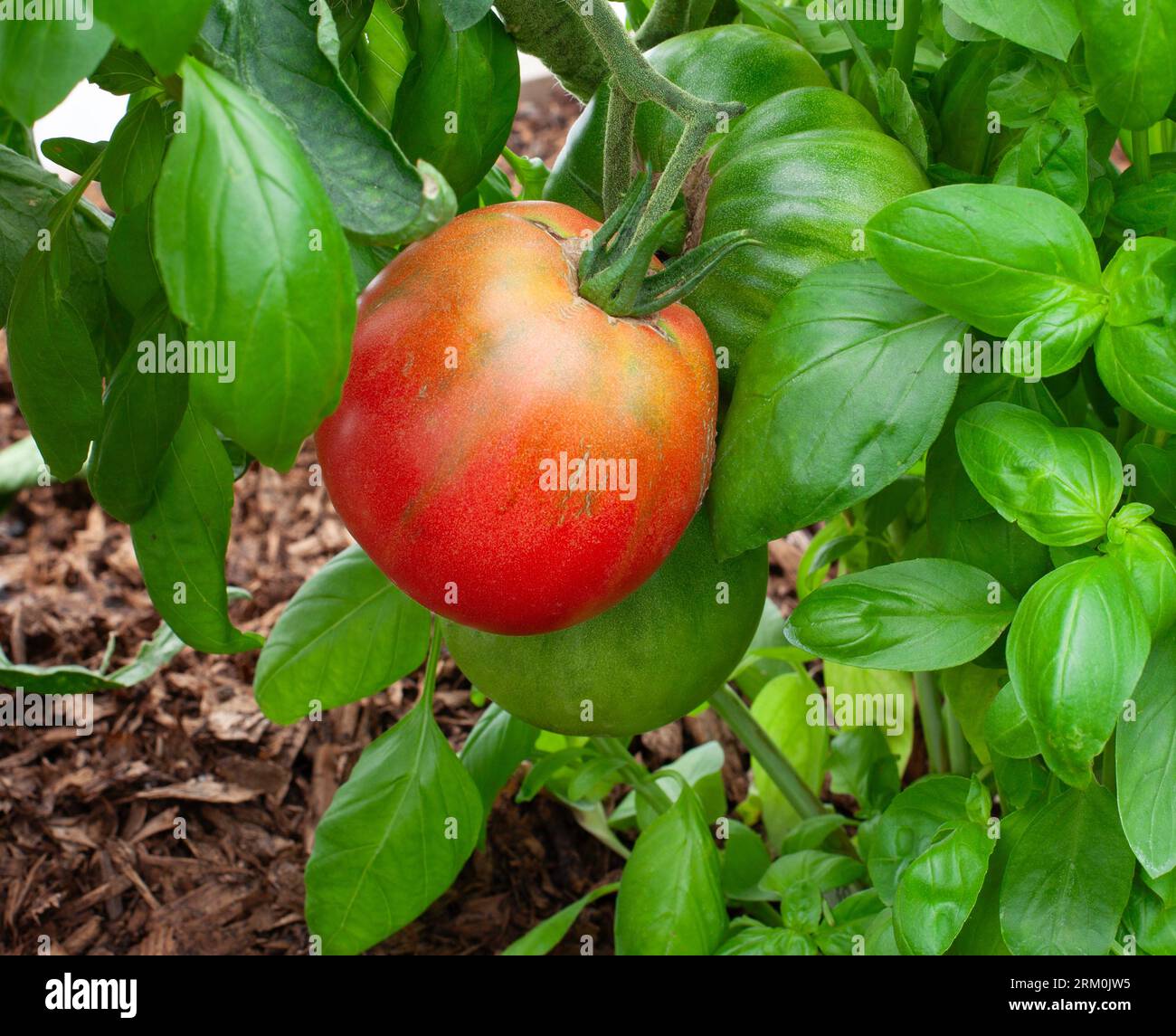Tomate Pomodoro Costiera Selez Sorrento wird im Vereinigten Königreich angebaut Stockfoto