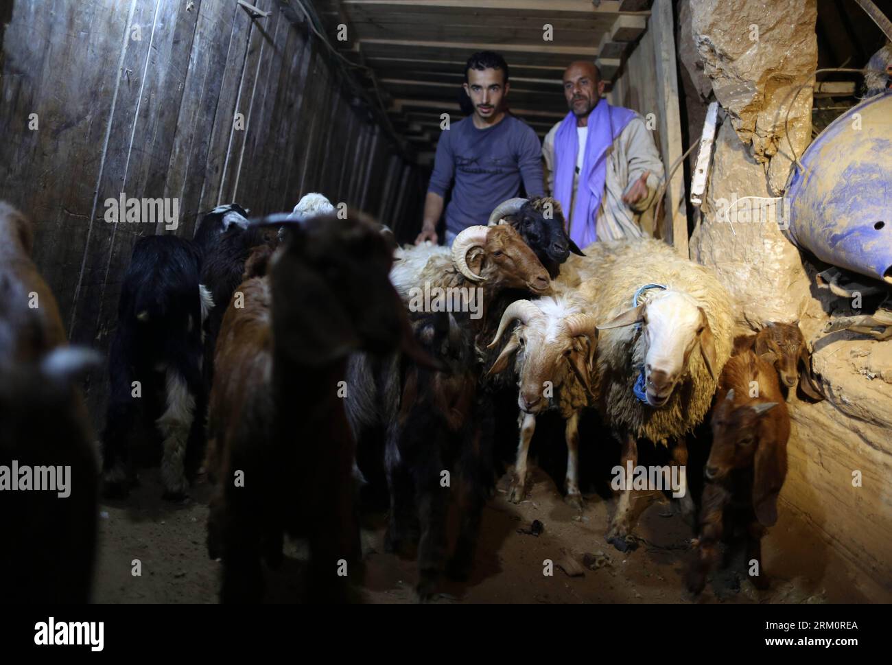 Bildnummer: 59466525 Datum: 02.04.2013 Copyright: imago/Xinhua (130402) -- GAZA, 2. April 2013 (Xinhua) -- Palästinenser treiben Schafe durch einen Schleusertunnel zwischen dem von der Hamas regierten Gazastreifen und Ägypten im südlichen Gazastreifen Rafah am 2. April 2013. Die ägyptische Armee begann im vergangenen Monat mit der Niederschlagung von Tunneln für den Schmuggel in Gaza, nachdem ein hoher ägyptischer Hof die Behörden in Kairo aufgefordert hatte, alle Tunnel entlang der Grenze zwischen Gaza und Ägypten niederzureißen. (Xinhua/Wissam Nassar) (djj) MIDEAST-GAZA-SCHMUGGELTUNNEL PUBLICATIONxNOTxINxCHN Gesellschaft Gaza Gazastreifen Palästina Schm Stockfoto