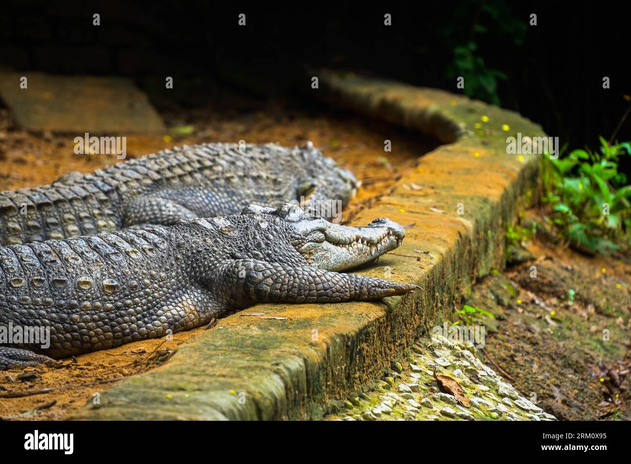 Eine Gruppe Krokodile sonnt sich bei sonnigem Wetter auf einem großen, flachen Felsvorsprung in einem Zoo-Lebensraum Stockfoto