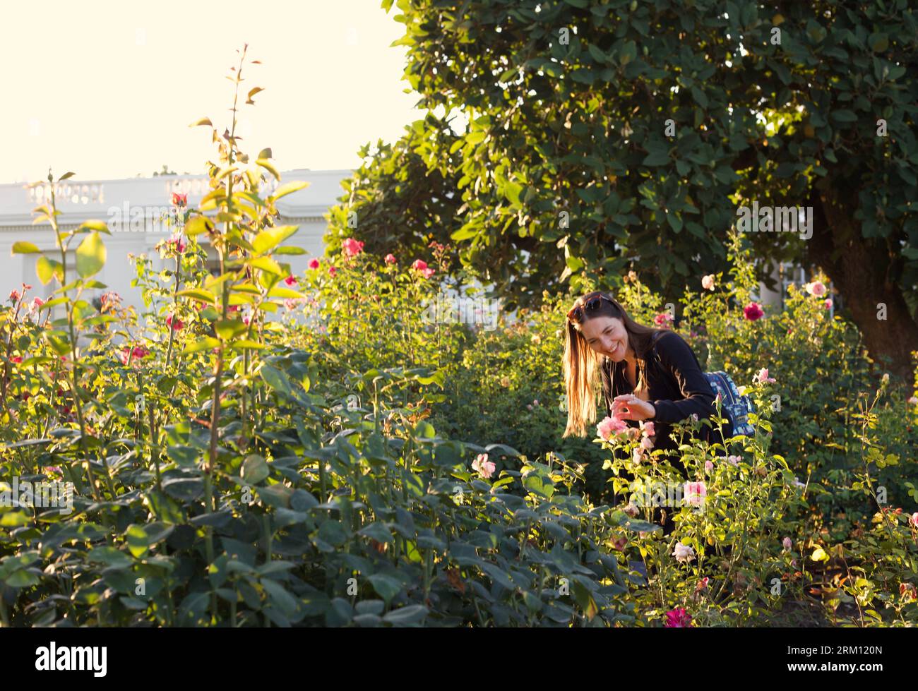Eine Frau, die Rosen in der Huntington Library and Garden in San Marino, CA, sieht Stockfoto