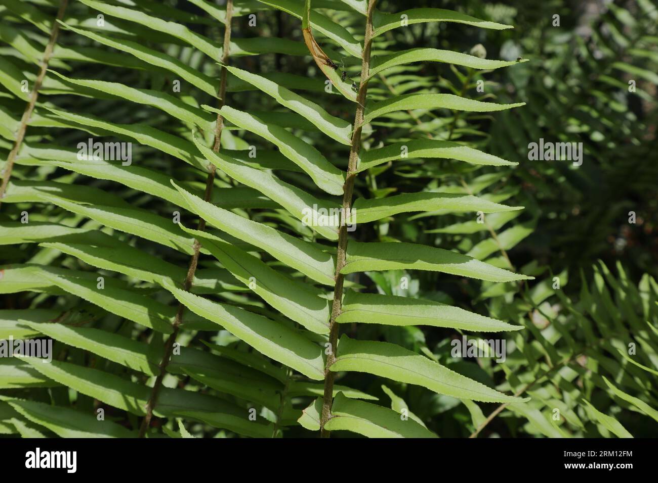 Nahaufnahme eines Blattes einer Nephrolepis-Farnart befindet sich in direktem Sonnenlicht Stockfoto