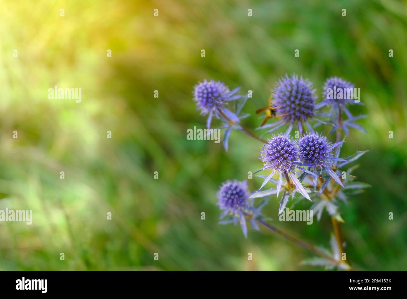 Heilkräuter. Eryngium planum. Blaue stechpalme, violette stechpalmenblüten. Sommerlichteffekt, Makroansicht. Stockfoto