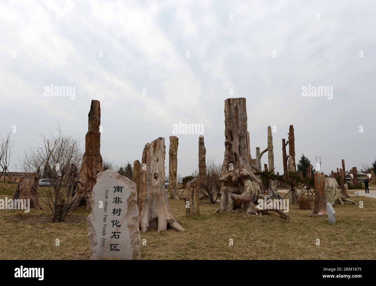 Bildnummer: 59535360 Datum: 17.04.2013 Copyright: imago/Xinhua (130418) -- JINZHOU, 18. April 2013 (Xinhua) -- Foto aufgenommen am 17. April 2013 zeigt die South African Tree Fossil Zone für die kommende Weltlandschaftskunstausstellung 2013 am Haixing Square in Jinzhou, nordöstliche chinesische Provinz Liaoning. Die expo, die am 10. Mai 2013 ihren Auftakt findet, ist das Ergebnis der ersten Koorperation der Internationalen Vereinigung der Gartenbauproduzenten und der Internationalen Föderation der Landschaftsarchitekten. Es ist auch die erste Gartenausstellung der Welt, die danach in den Salzwiesen stattfindet Stockfoto