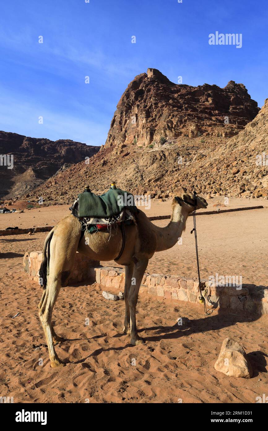 Kamele neben Lawrence's Spring, Wadi Rum, Jordanien, Naher Osten Stockfoto