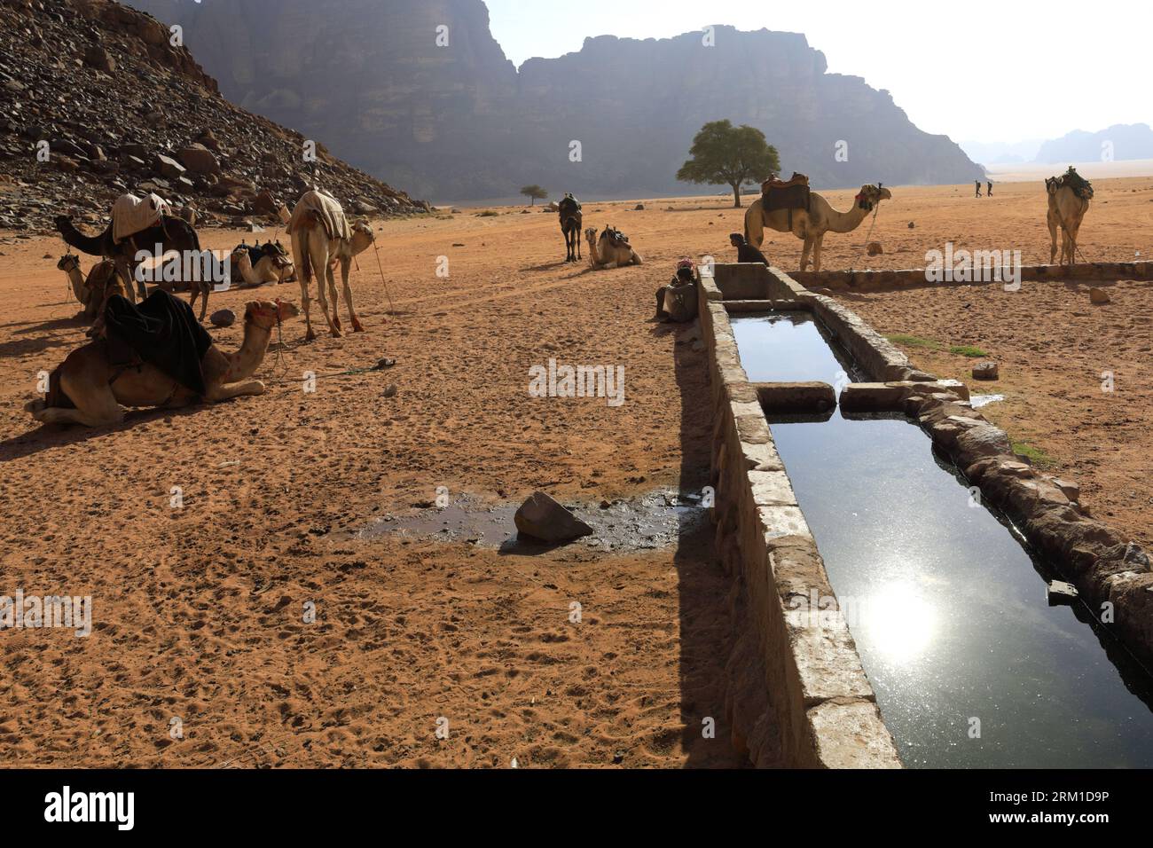 Kamele neben Lawrence's Spring, Wadi Rum, Jordanien, Naher Osten Stockfoto