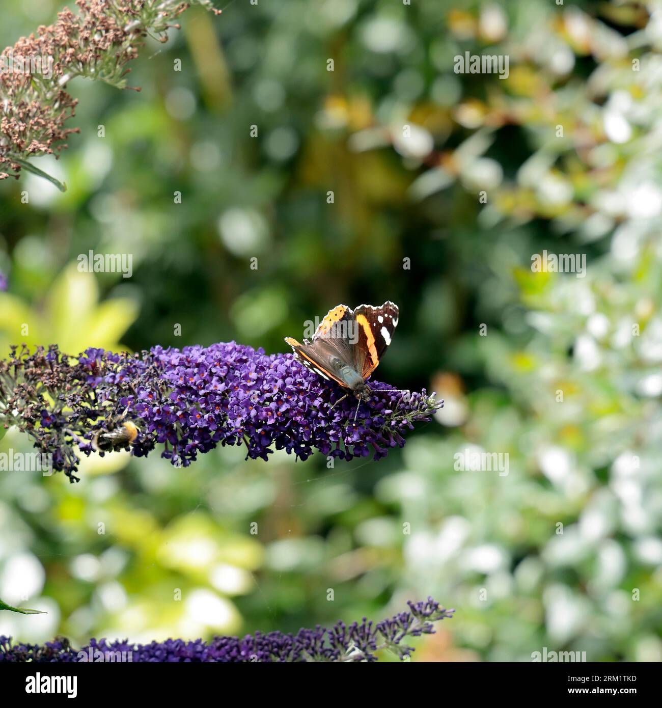 Roter Admiral-Schmetterling auf Buddleia. August 2023 Stockfoto