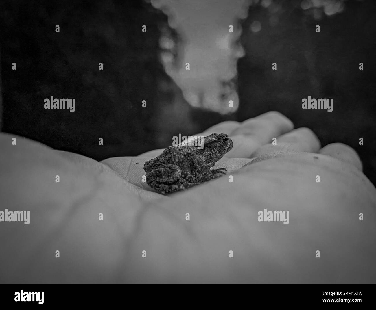Abgeschnittene Hand, die einen kleinen Frosch hält Stockfoto