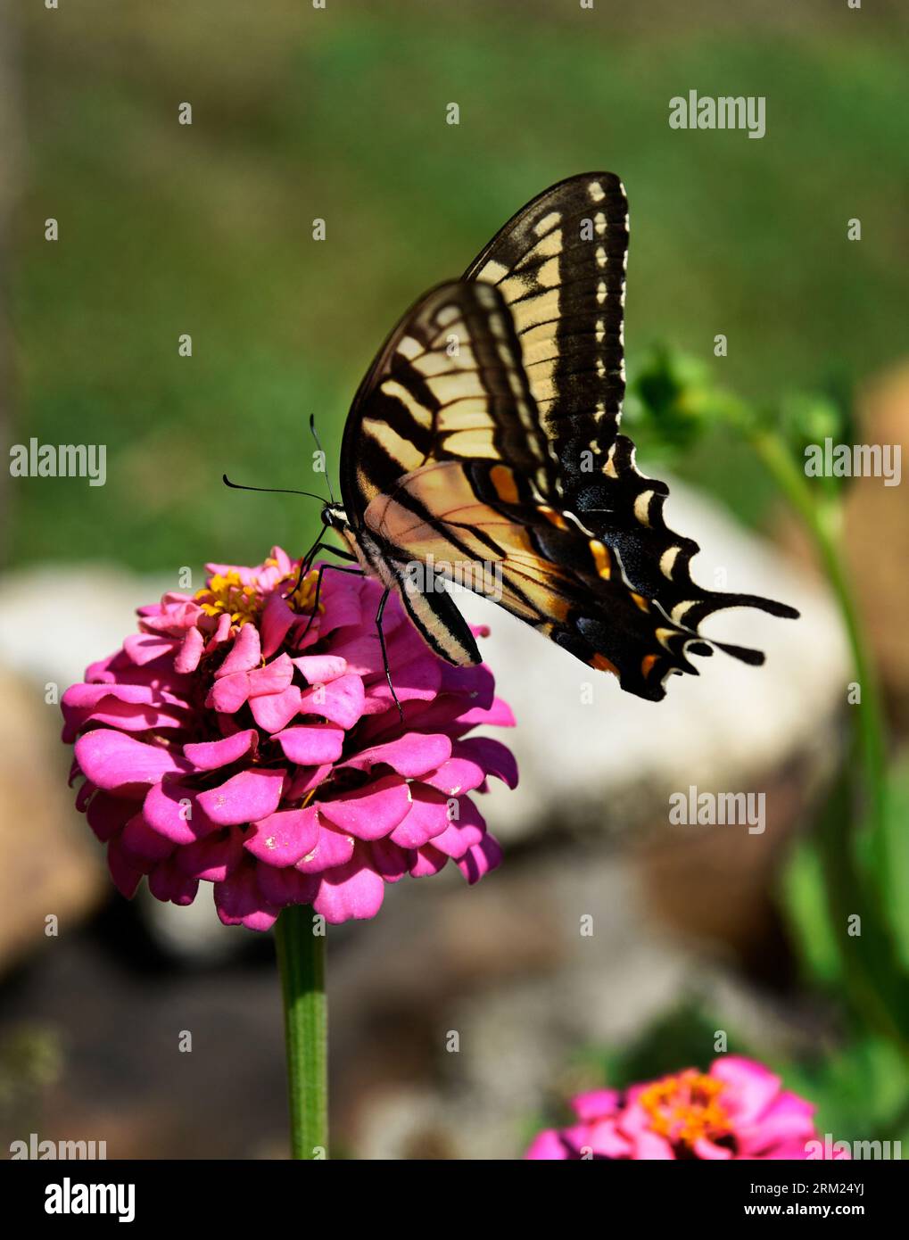 Ein Tigerschwalbenschwanzfalter (Papilio glaucus) ernährt sich von einer Zinnienblüte in Virginia, USA. Stockfoto