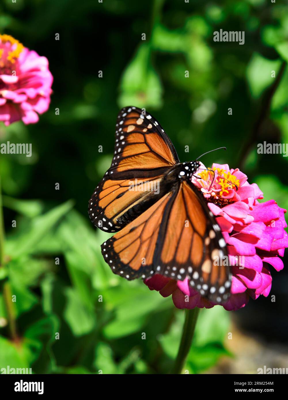Ein Monarchfalter (Danaus plexippus) ernährt sich von einer Zinnienblüte in Virginia, USA. Stockfoto