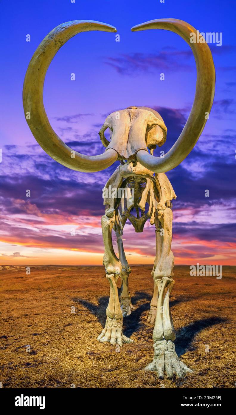 Ausstellung zum Skelett eines Wollmammuts (Mammuthus primigenius) Stockfoto