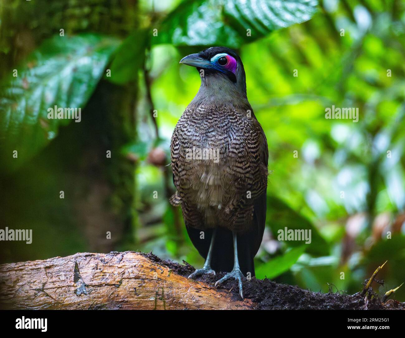 Ein vom Aussterben bedrohter Sumatra-Ground-Cuckoo (Carpococcyx viridis) in seinem natürlichen Lebensraum. Sumatra, Indonesien. Stockfoto