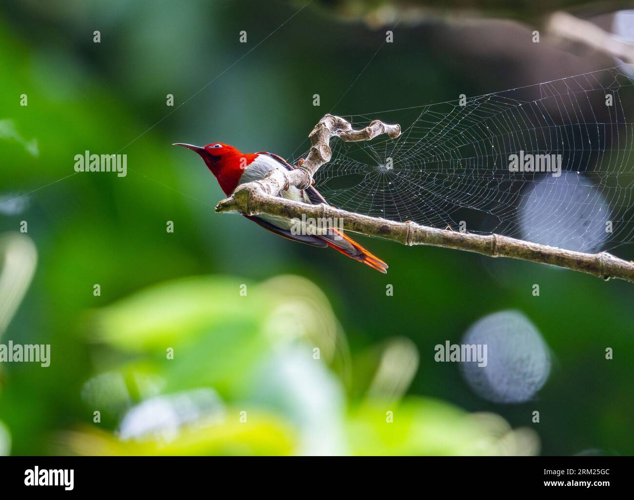 Ein männlicher Temmincksonnenvogel (Aethopyga temminckii), der sich um ein Spinnennetz herum ernährt. Sumatra, Indonesien. Stockfoto