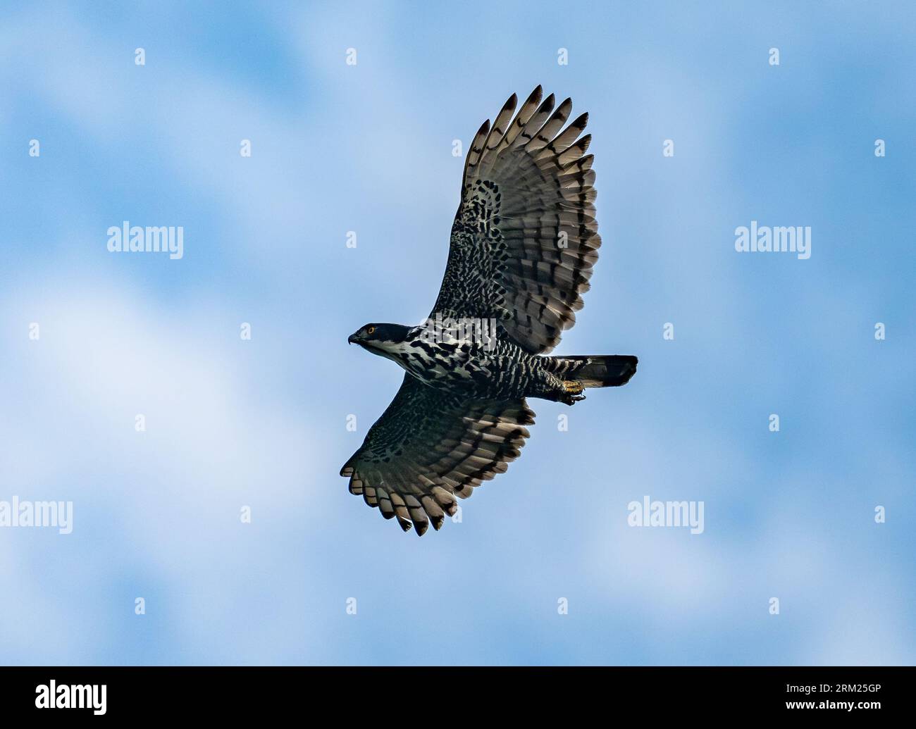Ein Blyth's Hawk-Eagle (Nisaetus alboniger) fliegt am Himmel. Sumatra, Indonesien. Stockfoto