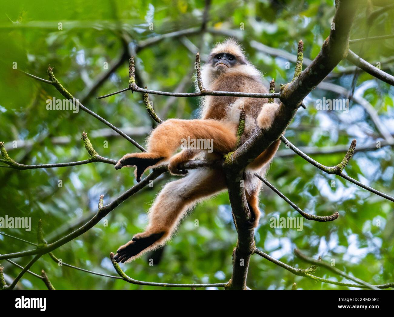 Ein gefährdeter Zwerglangur (Presbytis mitrata), der auf einem Baum im Wald sitzt. Sumatra, Indonesien. Stockfoto