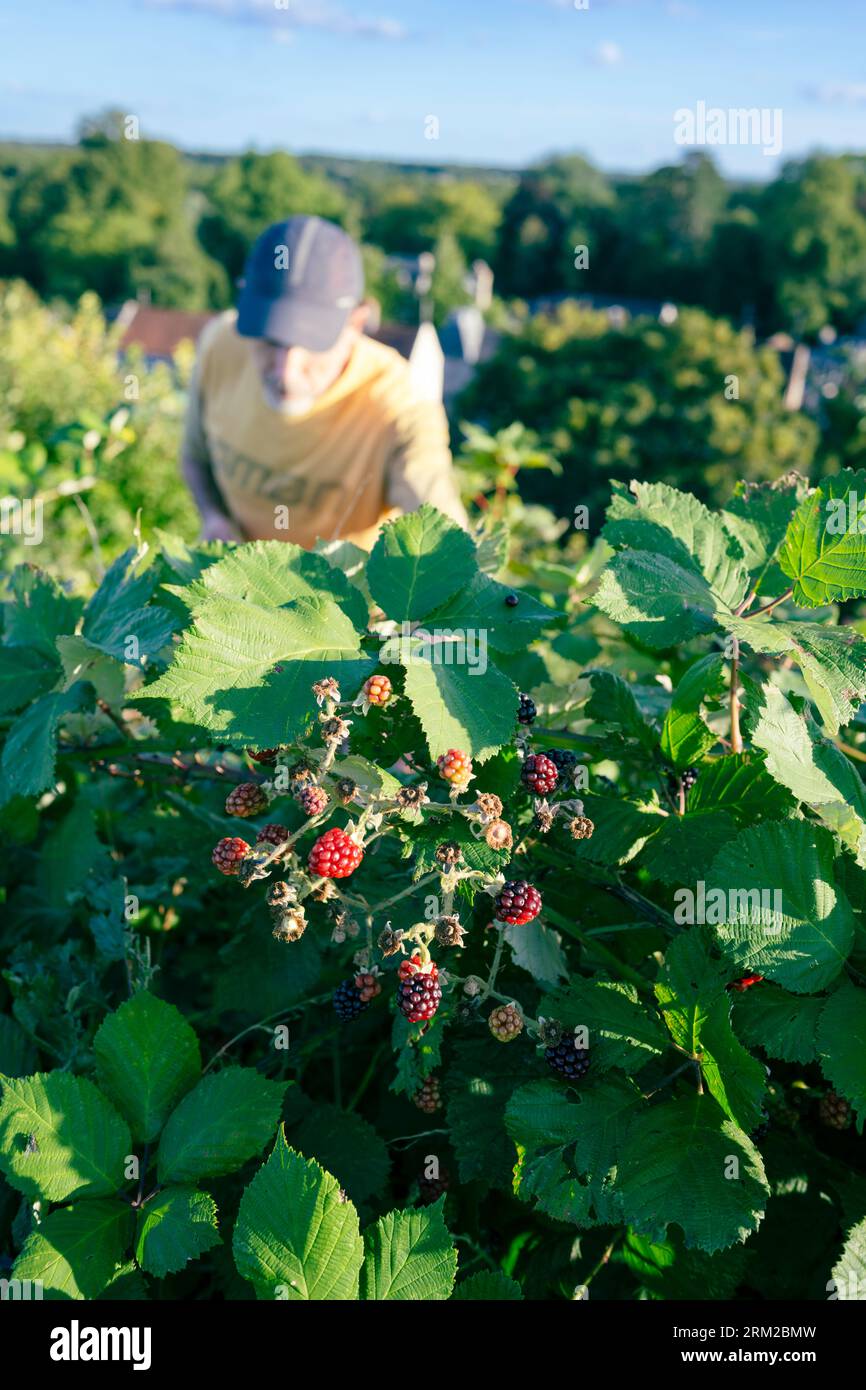 Ein Mann in einem gelben T-Shirt nimmt die Reifen Brombeeren aus einem Busch auf einem Hügel in Thetford in Norfolk im Sommer in England Stockfoto