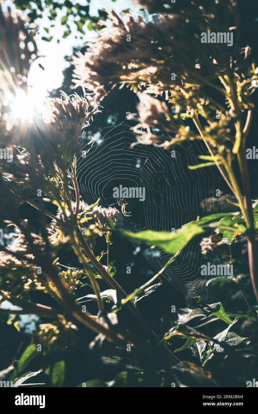 Eine Spinne sitzt in ihrem Netz im Sonnenlicht in einem Wohngarten in Thetford England Stockfoto