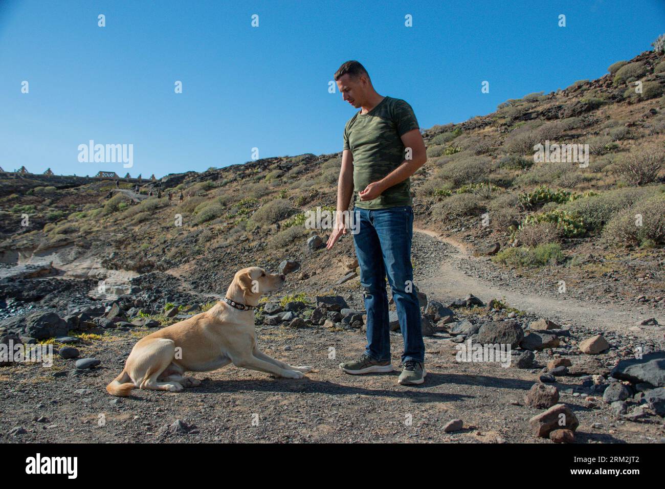 Der kaukasische Hundetrainer befiehlt dem gehorsamen labrador-Hund, sich hinzulegen Stockfoto