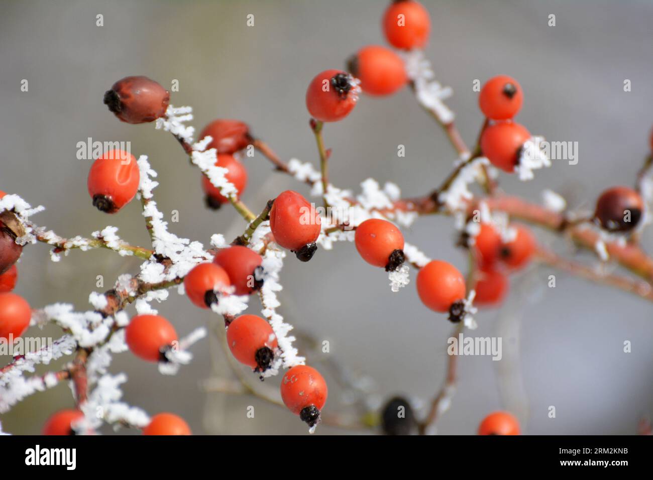 Im Winter hängen rote Beeren auf dem Zweig eines Hunderosenbusches Stockfoto