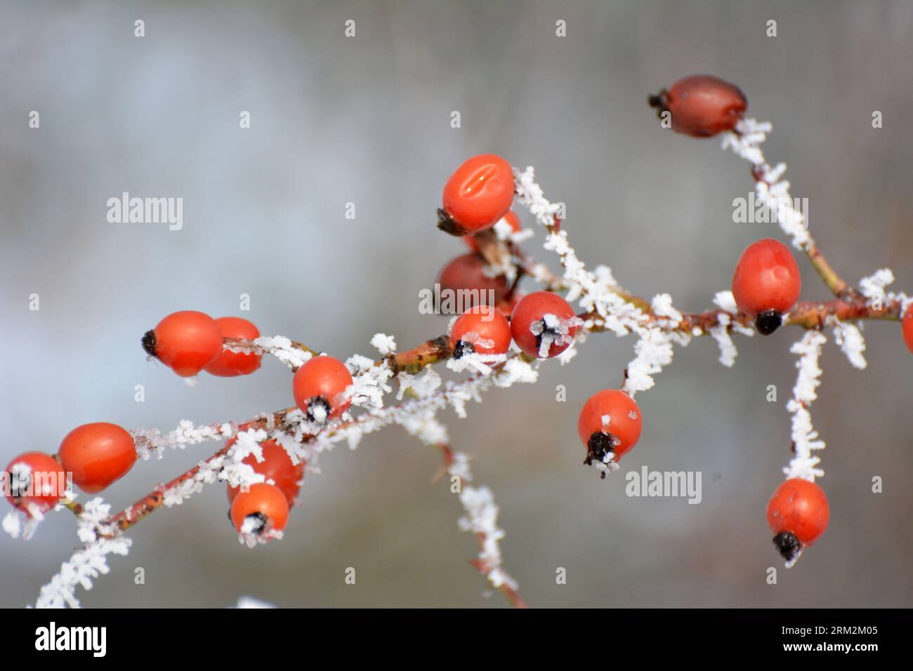 Im Winter hängen rote Beeren auf dem Zweig eines Hunderosenbusches Stockfoto