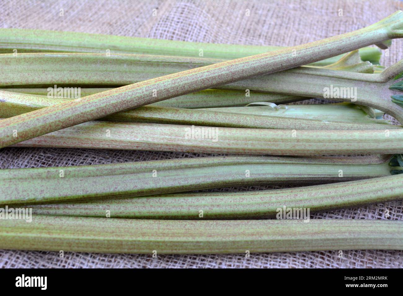 Geerntet in der Gartenpflanze von Rhabarberstielen Stockfoto