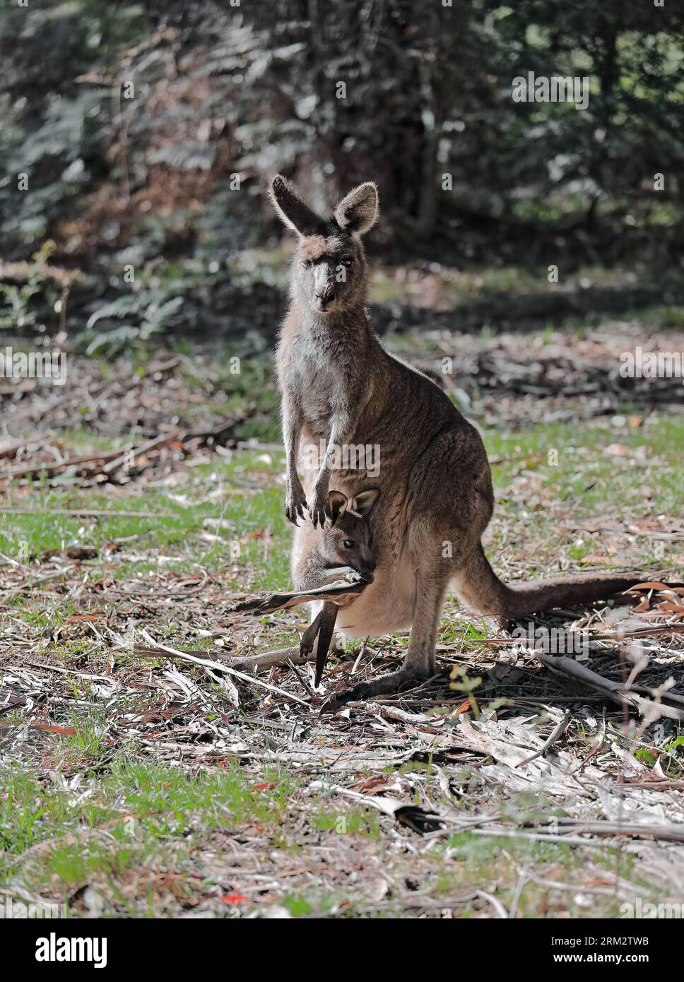 873+ weibliches, graues Känguru -Macropus giganteus- mit joey im Beutel, Halls Garp Community Garden-Recreation Reserve. Victoria-Australien. Stockfoto